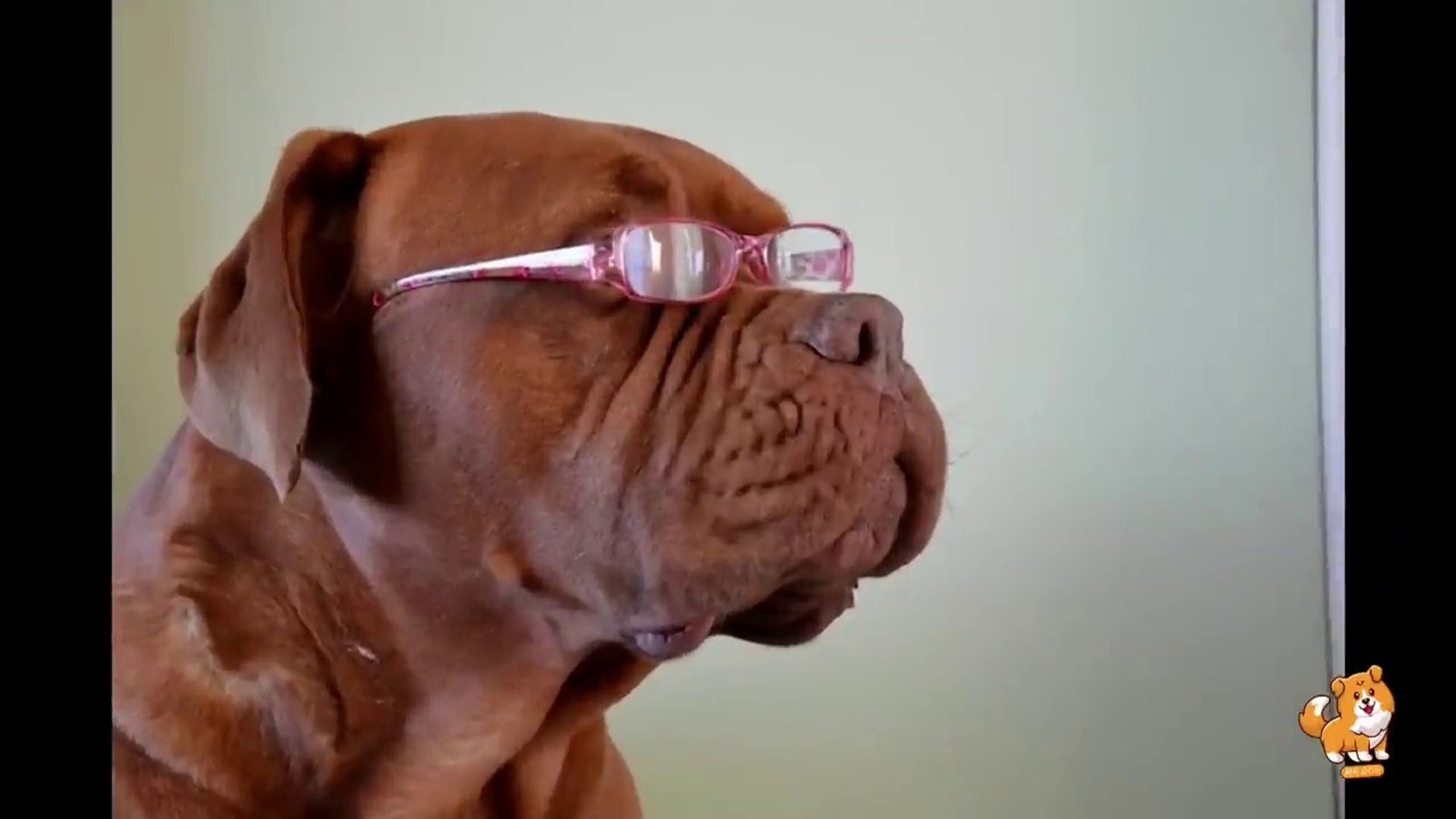 ⁣Important Supplies For New Dog Owner _ V2 _ Cute Dog Videos _ Dogs _ Funny Dog _ Dog _ Dogs _ Mr Dog