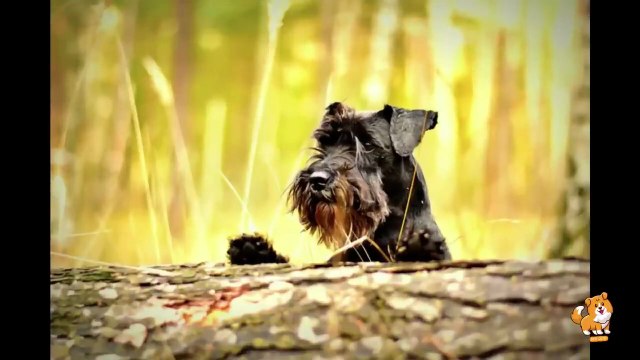 Choosing Right Breed Which Suits Your Life Style _ V3 _ Cute Dog Videos_ Funny _ Dog _ Dogs _ Mr Dog