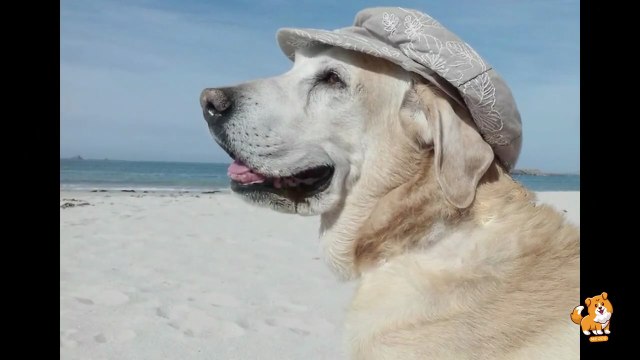 Preparing Your Home For New Dog _ V4 _ Dog Videos _ Dogs _ Dog _ Dog As a Pet _ Cute Dogs _ Mr Dog