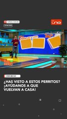 ¿HAS VISTO A ESTOS PERRITOS? ¡AYÚDANOS A  QUE VUELVAN A CASA!