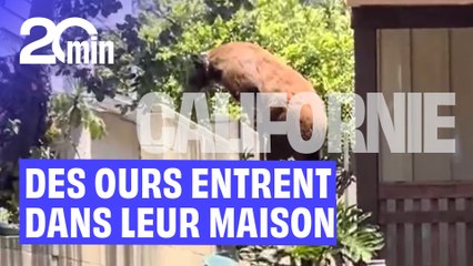 Frigidaire, piscine, salon...  Les ours se faufilent régulièrement dans les maisons californiennes
