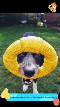 Allergy| S1283 #cute #cutedog #dog #cutedog #dogs #cute #shorts #youtubeshorts #tiktok #puppy #pets