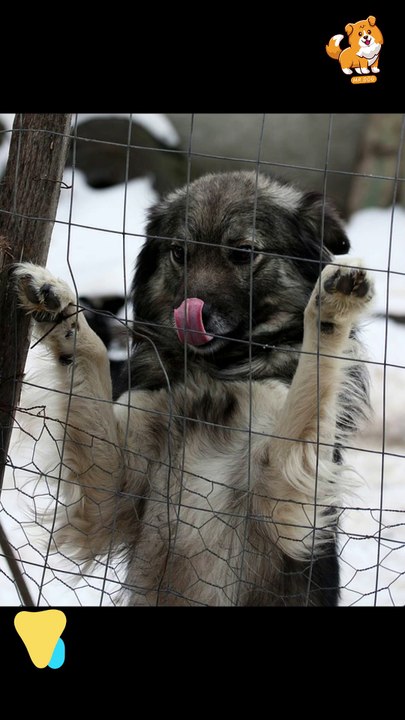 Giants | S1284 #cute  #cutedog #dog #cutedog #dogs #cute #shorts #youtubeshorts #tiktok #puppy #pets