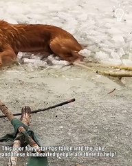 Rescuing a dog from the cold waters of a frozen lake!.hd