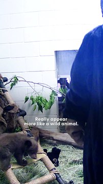 People in Bear Costumes Raise Orphaned Cub Like a Wild Baby 🐾