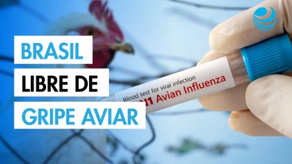 Brasil se declara "libre" de gripe aviar tras periodo observación de 28 días