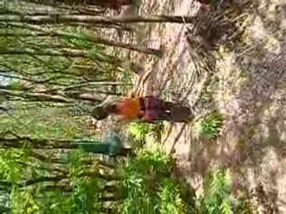 Tarzan et Jane