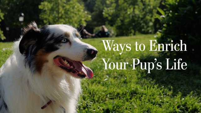 Easy Ways to Enrich Your Dog's Life