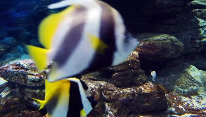 Conexão Animal N•11