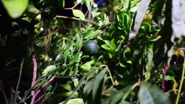 Manuel Guerra Cavazos entrega más de 3 mil 800 árboles frutales en García