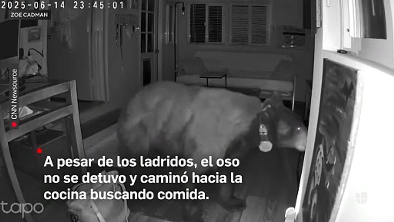 PERRITO VS OSO
