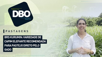 Pastagens: Brs kurumin: variedade de capim elefante recomendada para pastejo direto pelo gado