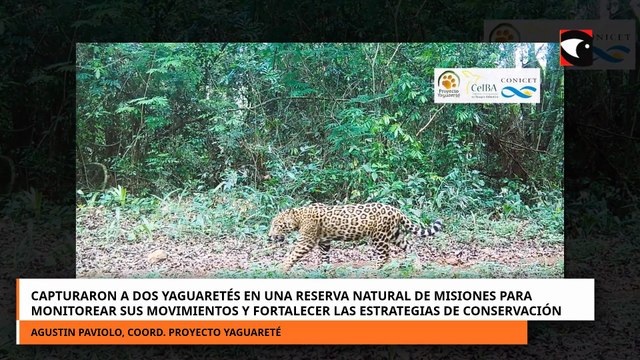 Capturaron a dos yaguaretés en una reserva natural de Misiones para monitorear sus movimientos y fortalecer las estrategias de conservación