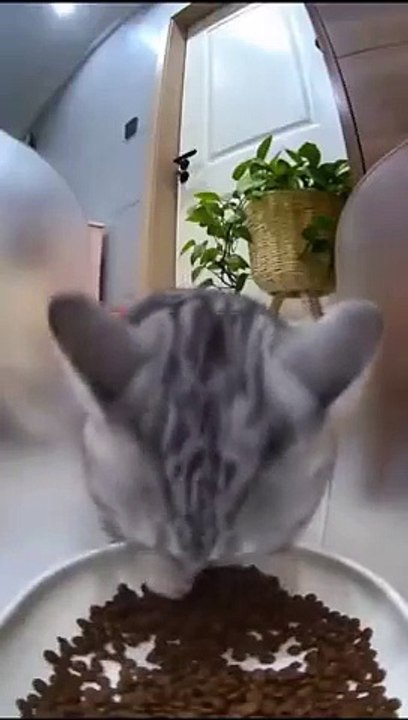 It seems like no one is watching, I'll eat like a human being...