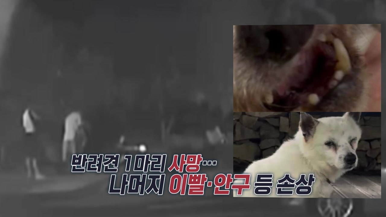 묶여 있는 반려견에 비비탄 난사한 '현역 군인'...한 마리 결국 숨져 [앵커리포트]...