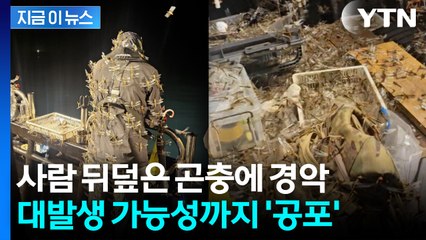 "온몸에 다닥다닥"...제주 덮친 수 천마리 떼에 '소름이 쫙' [지금이뉴스]  / YTN