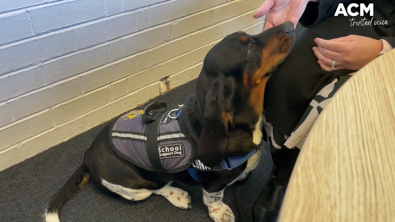 Luna the Support Dog