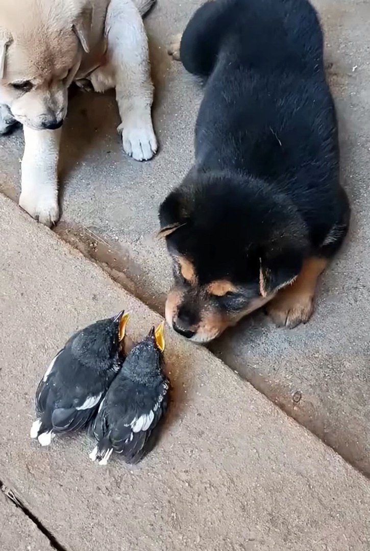 ⁣cute animals 😂😂cute pets #short #pets #dog