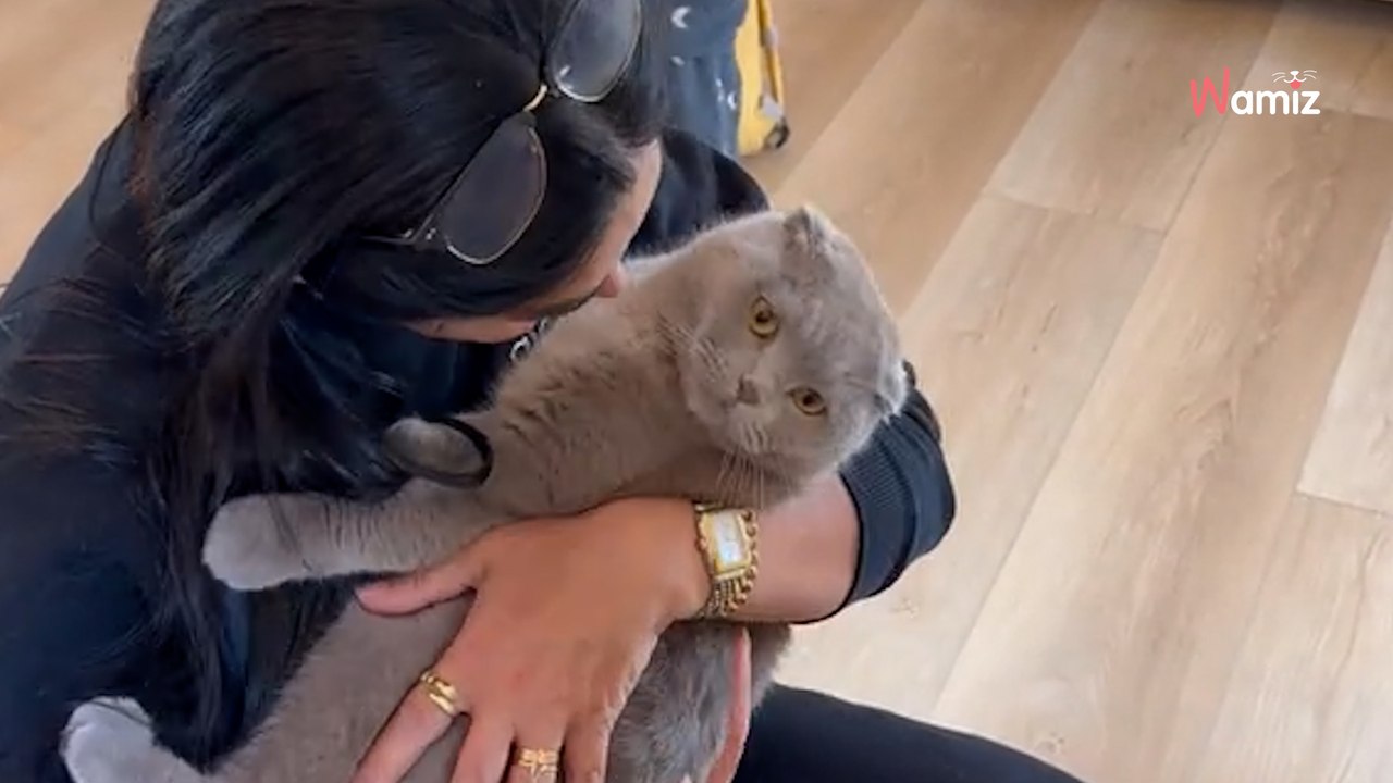 Kot widzi swoich opiekunów po 2 miesiącach rozłąki. Jego reakcja rozbawiła internautów do łez