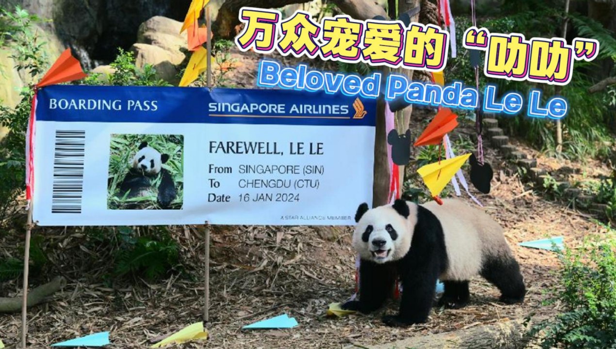 万众宠爱的“叻叻” Beloved Panda Le Le