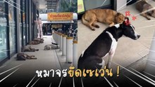 หมาจร 8 ตัวนอนเฝ้าเซเว่นฯ เจ้าของคลิปเข้าไปถ่าย โดนเห่ากลับจนต้องถอยหนี