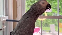 Parrot Says “Pew Pew Pew… Oww! A Hole!” 😂  Papagalul E în Filmul Lui