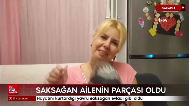 Sakarya'da hayatını kurtardığı yavru saksağan evladı gibi oldu