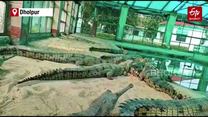 New Life For Gharials On The Banks Of Chambal As Eggs Hatch In Large Numbers