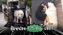 หมายักษ์มาแล้ว ! เปิดคลิปฮา “ยาชิ” หมาพันธุ์อาลาไบตัวโต หน้านิ่งแต่ขำจนคนดูหลงรัก