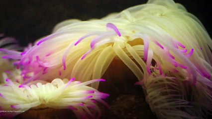 Enomena (Μικρές Ιστορίες)