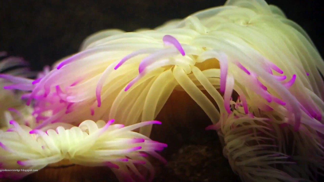 Enomena (Μικρές Ιστορίες)