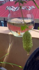 Yellow Nemo betta and bitter melon