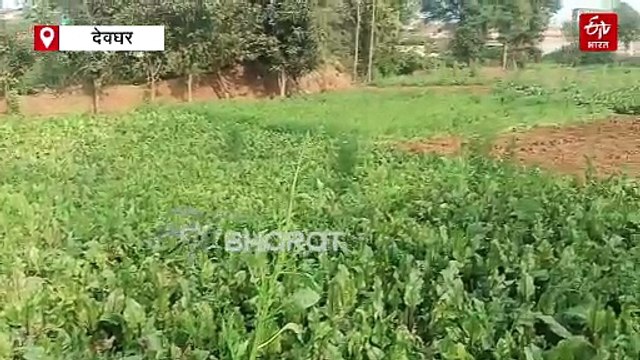 देवघर के किसानों के लिए खोले गए पौधा संरक्षण केंद्र को संरक्षित करने की जरूरत, जानें वजह