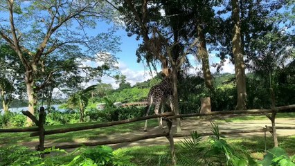 CONEXÃO ANIMAL N•12