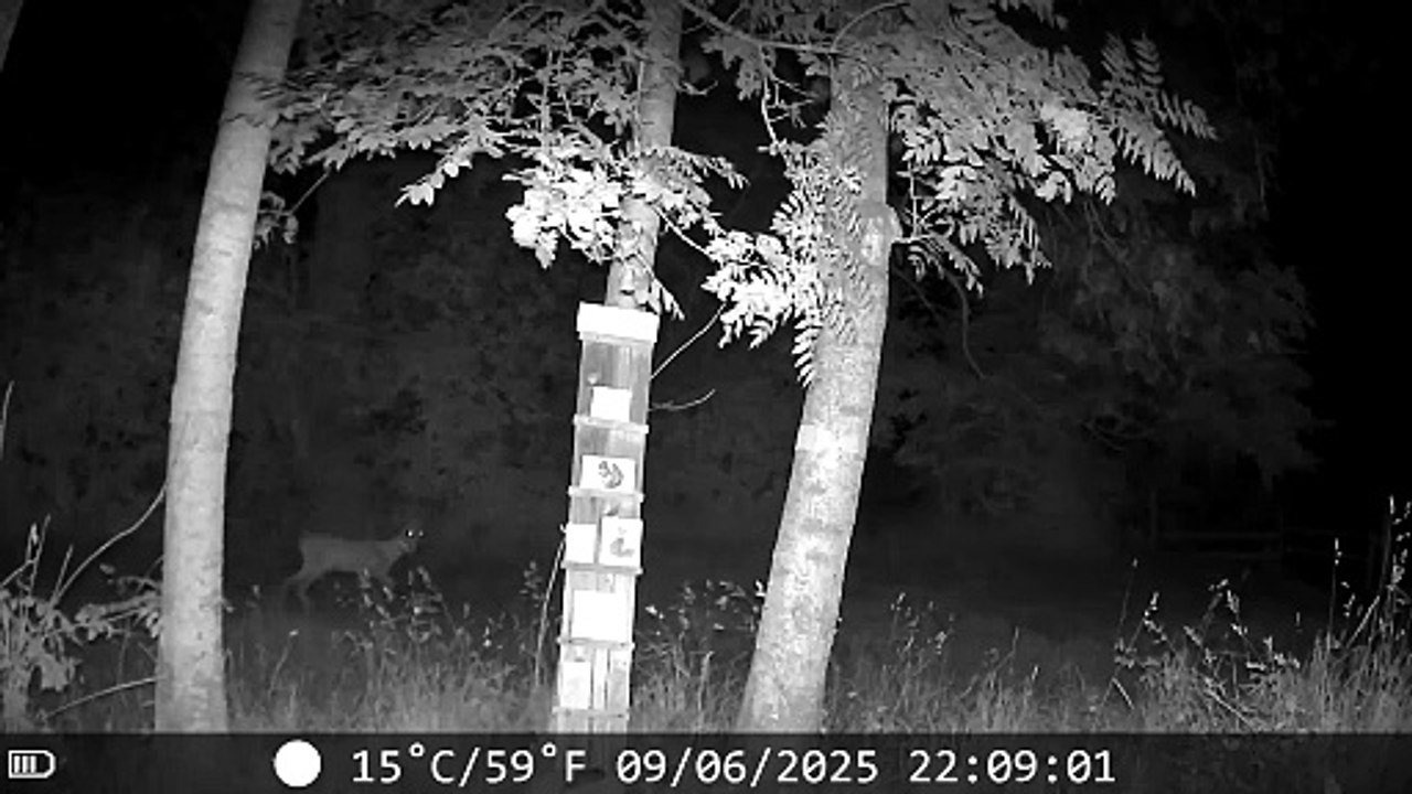 Le soir, à l'orée du bois