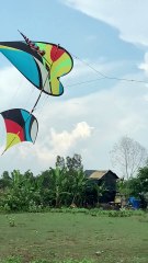 Idol Chú Thanh thả diều sáo 3m5 cõng 9 quả sáo chuông vang cả bầu trời An Phú Tây