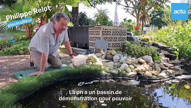 des-carpes-japonaises-qui-se-laissent-caresser-a-missillac-copy