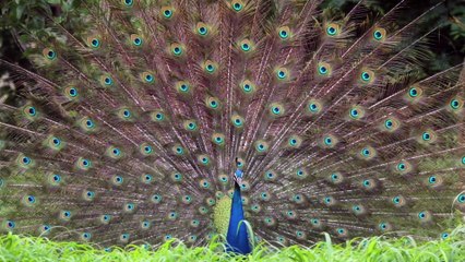 CONEXÃO ANIMAL N•14