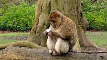 CONEXÃO ANIMAL N•15