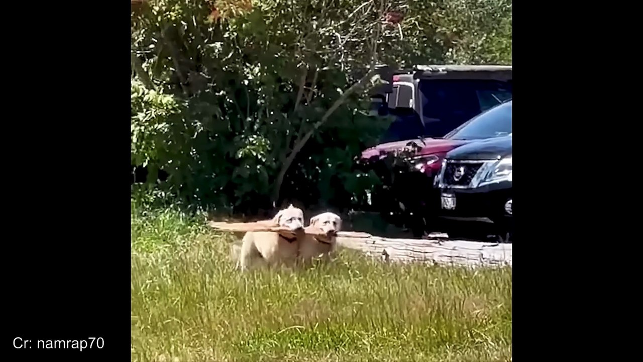 Dog Comedy That’ll Make You Laugh Out Loud! 🤣 Funny Dog Videos 2025