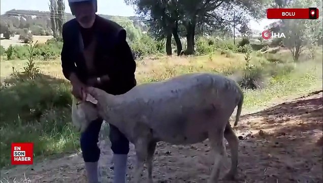 Bolu’da başıboş köpekler sürüye saldırdı