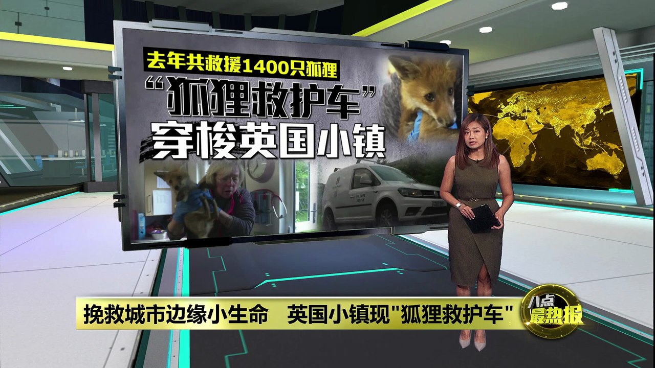 挽救城市边缘小生命   “狐狸救护车”穿梭英国小镇