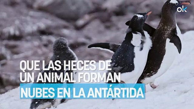 Los científicos no dan crédito: un estudio confirma que las heces de un animal forman nubes en la Antártida