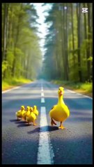 rabbit save little duck