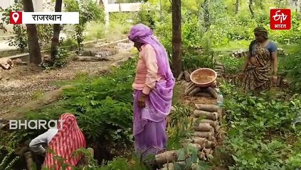 राजस्थान में 10 करोड़ पौधरोपण का संकल्प, भरतपुर और डीग में लगेंगे 22.78 लाख पौधे