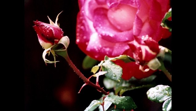 Türk Sanat Müziği - Bir Şarkısın Sen- Samanyolu