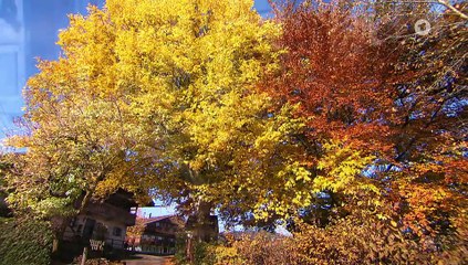 Sturm der Liebe Folge 4442 Bedrohung für Sophia