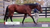 TDN Stallions: Gun Pilot