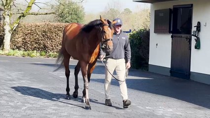 TDN Stallions: City of Troy