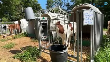 Les Montbéliardes de concours de Xavier Laurent (76)